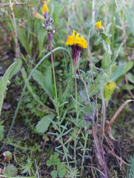 Image of Linaria amethystea subsp. multipunctata (Brot.) Chater & D. A. Webb