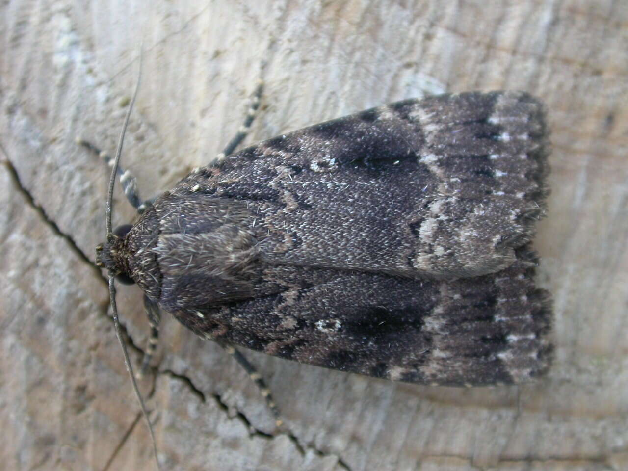 Image of copper underwing