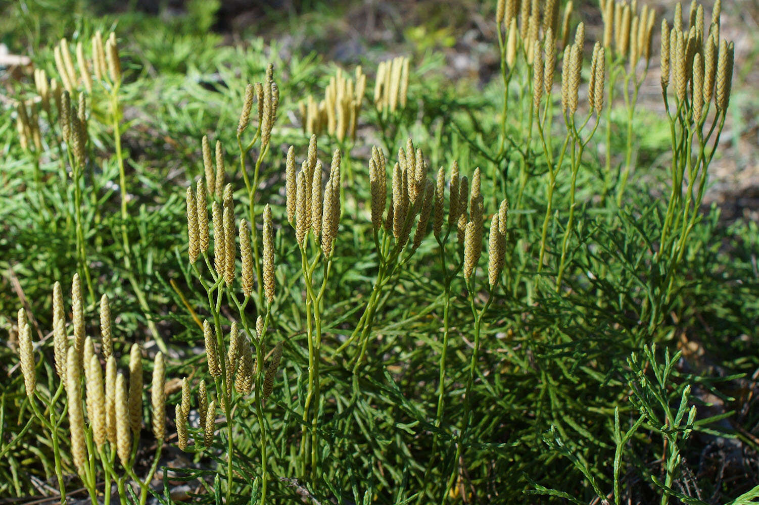 Imagem de Diphasiastrum zeilleri (Rouy) J. Holub