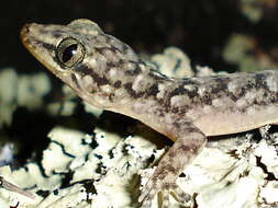 Image of Brazilian gecko