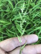 Image of heath false brome