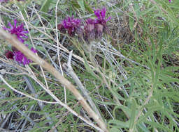 Image of Plains Ironweed