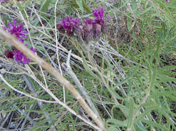 Imagem de Vernonia marginata (Torr.) Rafin.