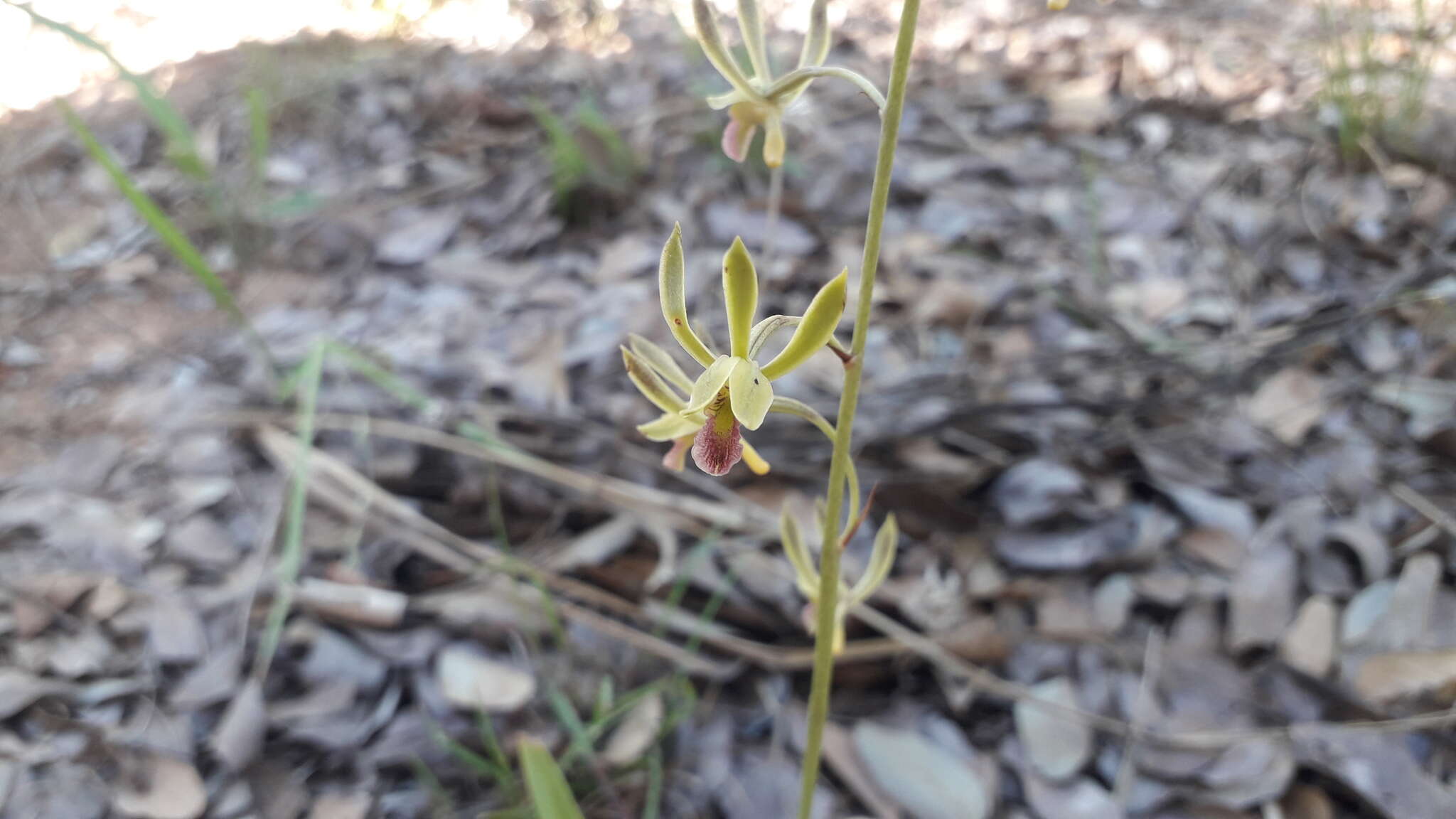 Eulophia seleensis (De Wild.) Butzin的圖片