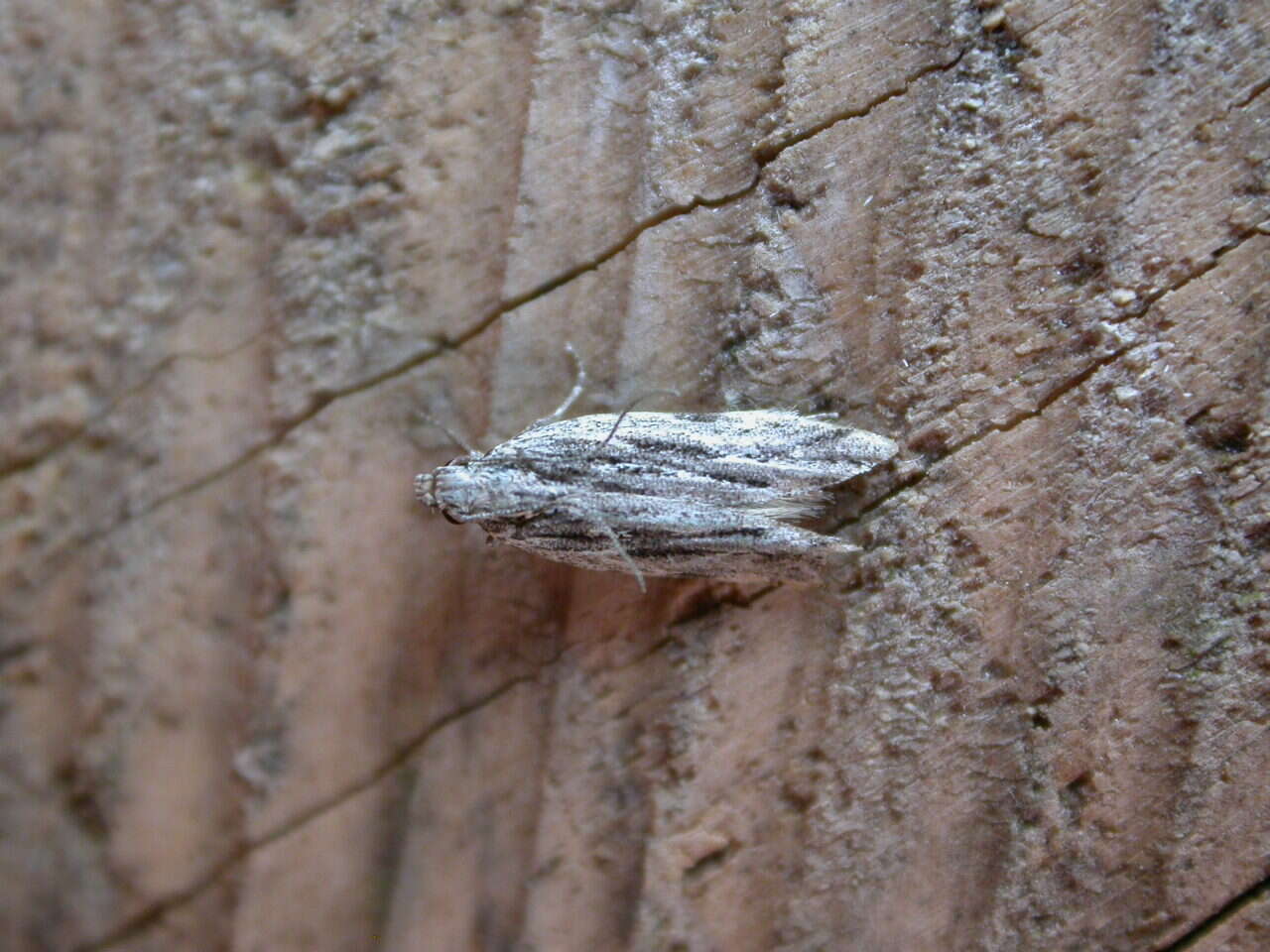 Image of peach twig borer