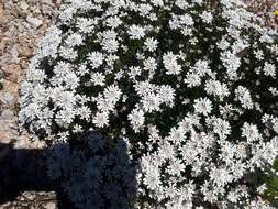 صورة Iberis procumbens Lange