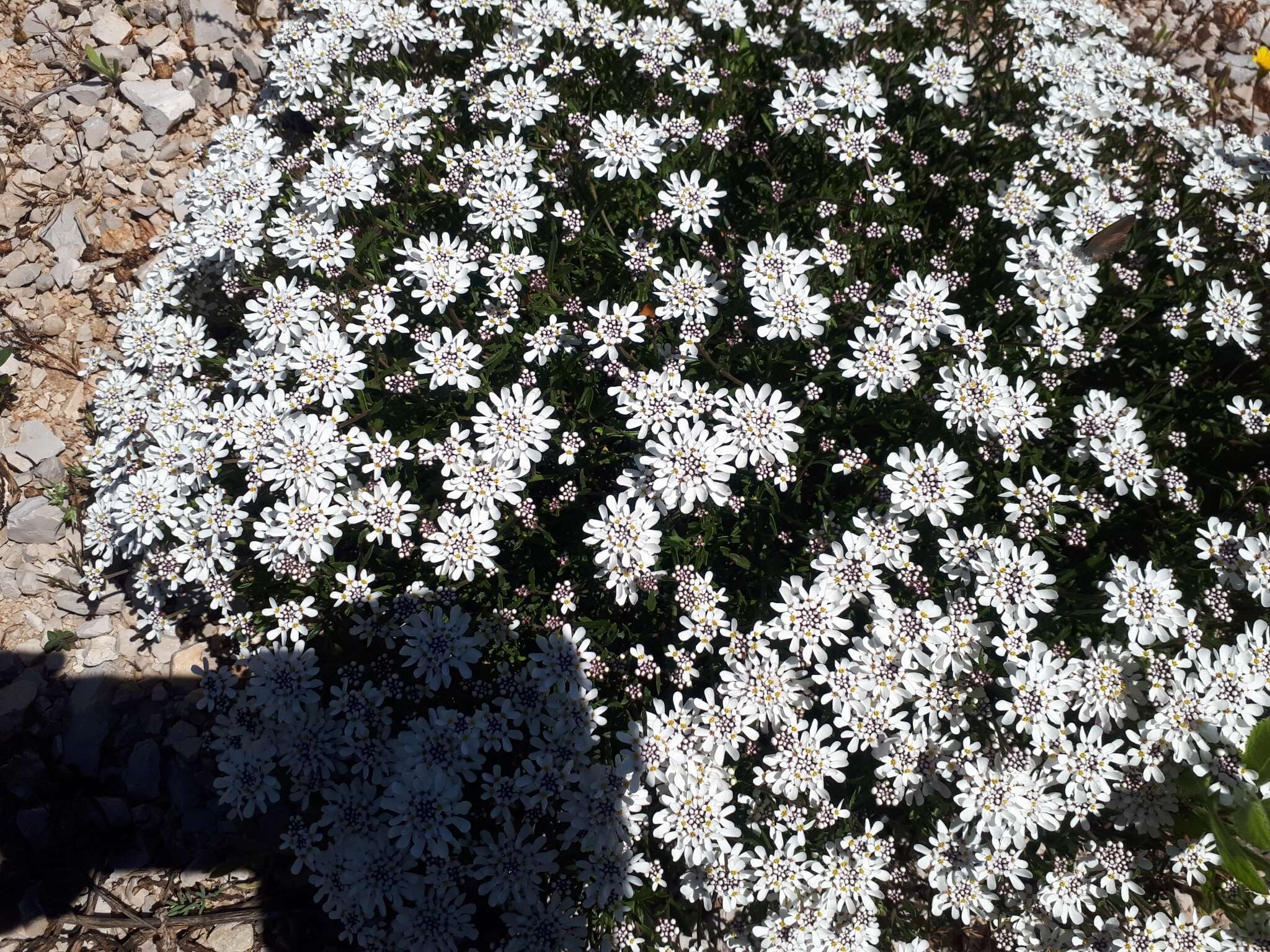 Plancia ëd Iberis procumbens Lange