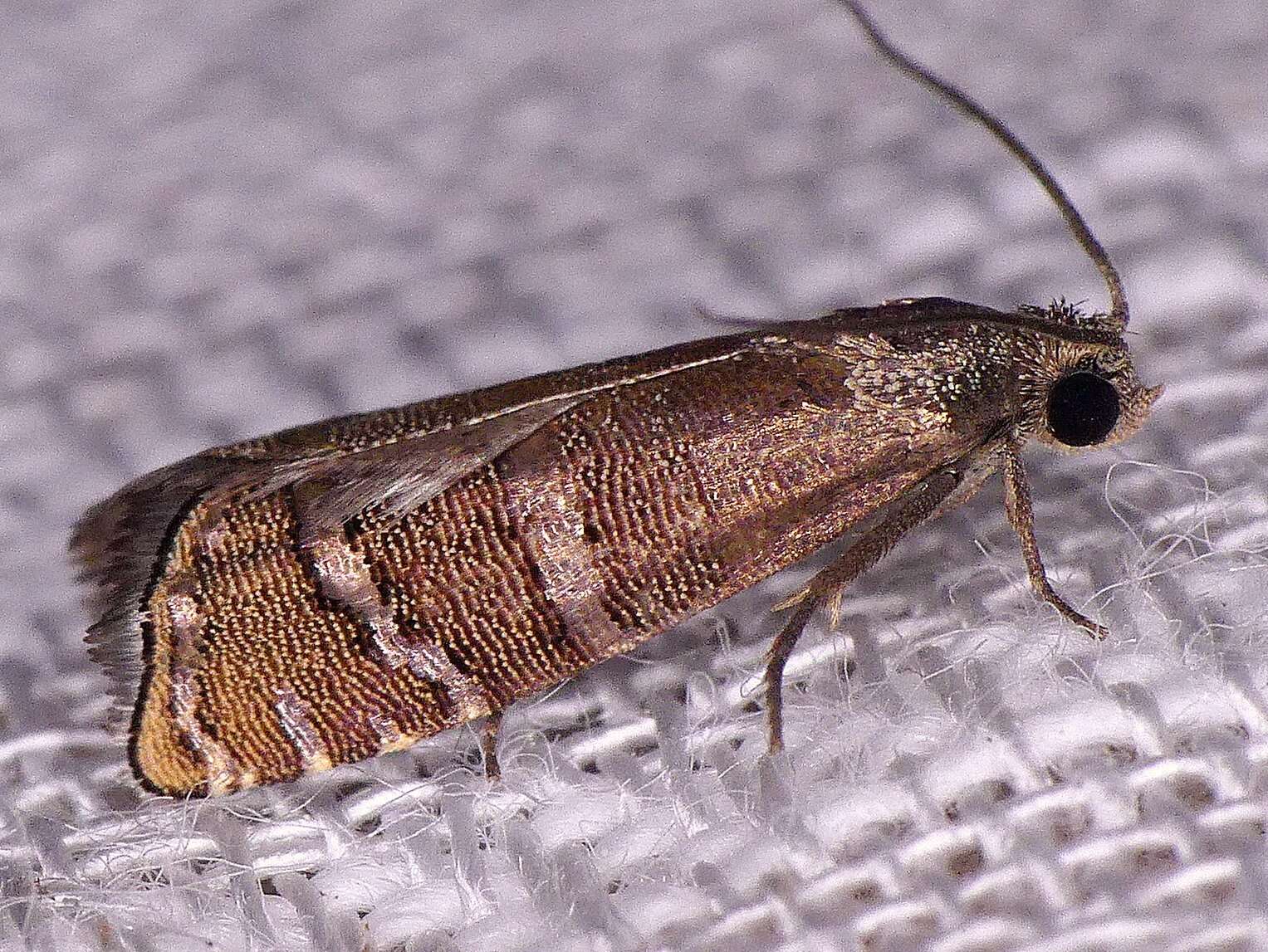 Image of Eastern Pine Seedworm Moth