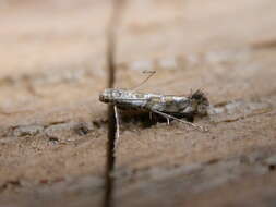 Image of privet leaf miner