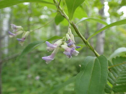 Imagem de Amphicarpaea bracteata subsp. bracteata