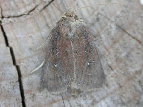 Image of twin-spotted wainscot