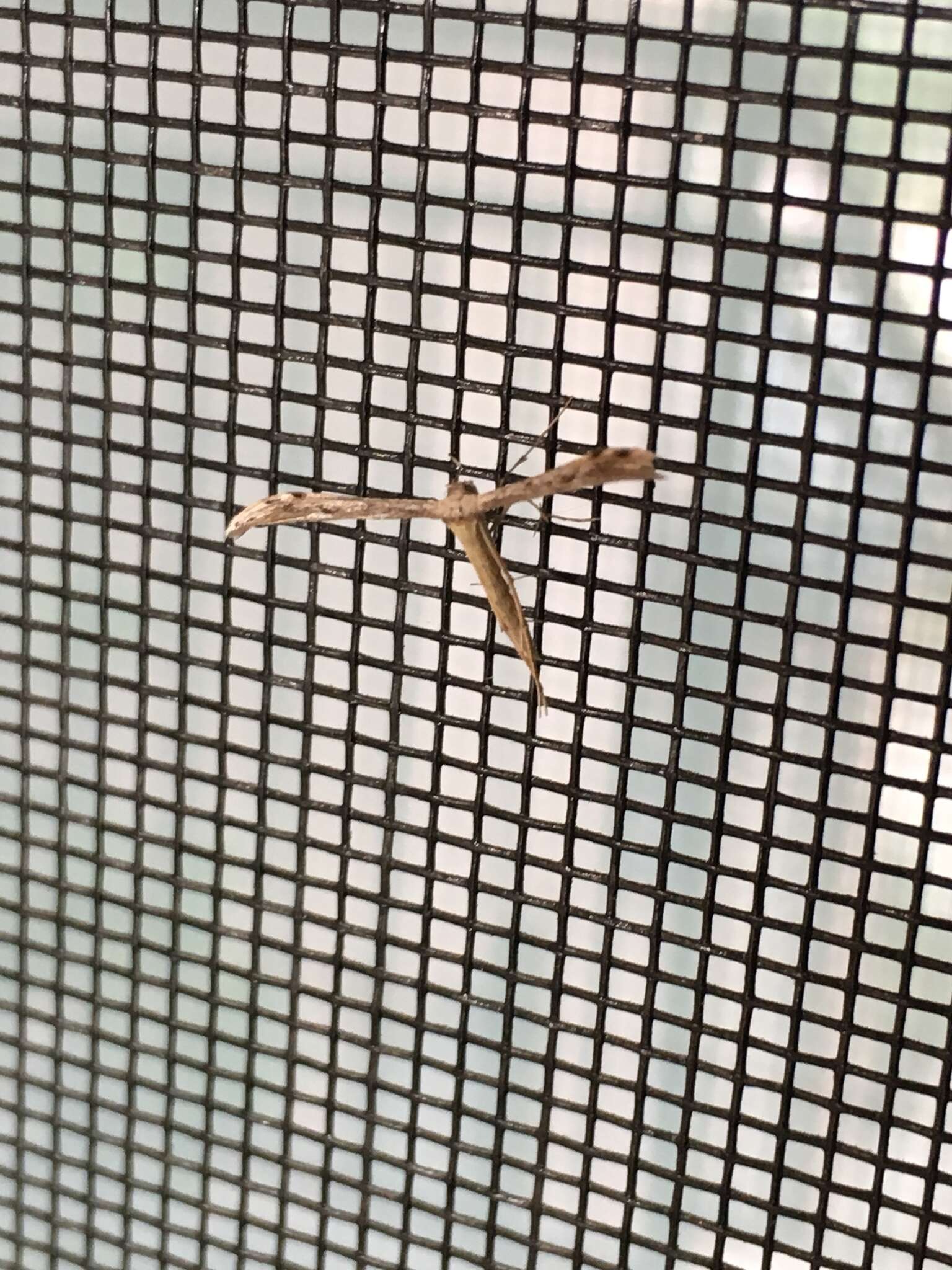 Image of Ragweed Plume Moth