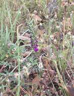 Image of purple dalea