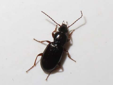 Image of Pterostichus (Phonias) strenuus (Panzer 1796)