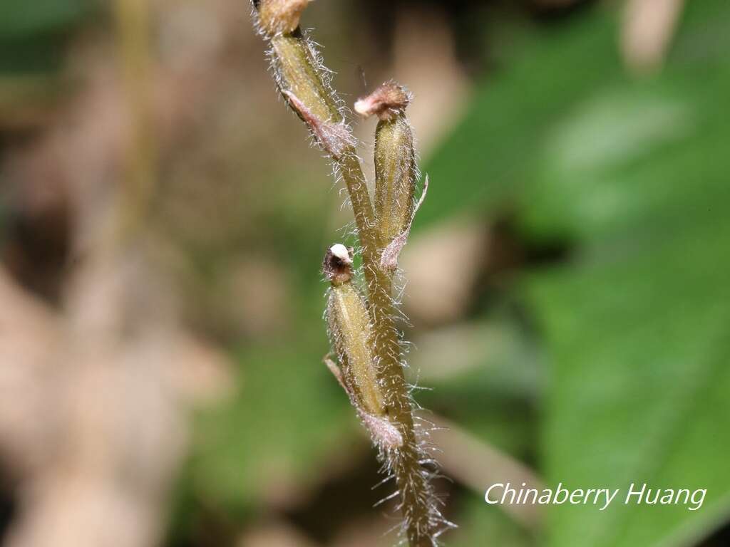 Image of Zeuxine parvifolia (Ridl.) Seidenf.