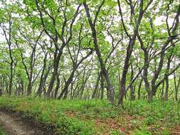 Image of Mongolian Oak