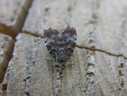 Image of Choreutis pariana