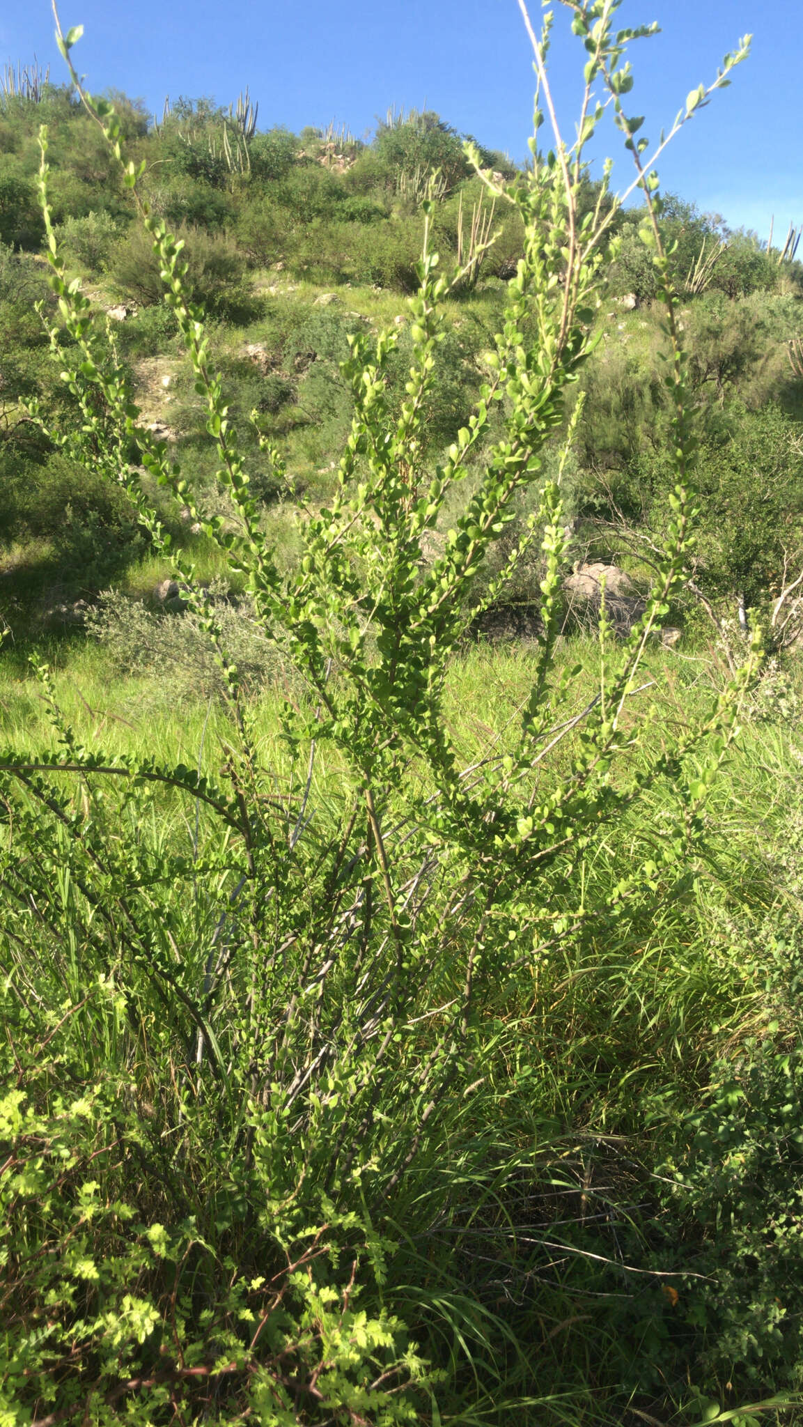 Image of Adelia obovata Wiggins & Rollins