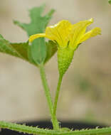 Image de Cucumis zeyheri Sond.