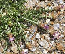 Image of Centaurea boissieri DC.