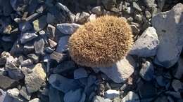 Image of Steppe Hedgehogs