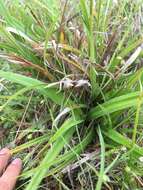 Image de Carex gynodynama Olney