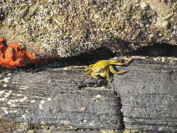 Image of Grapsus fourmanoiri Crosnier 1965