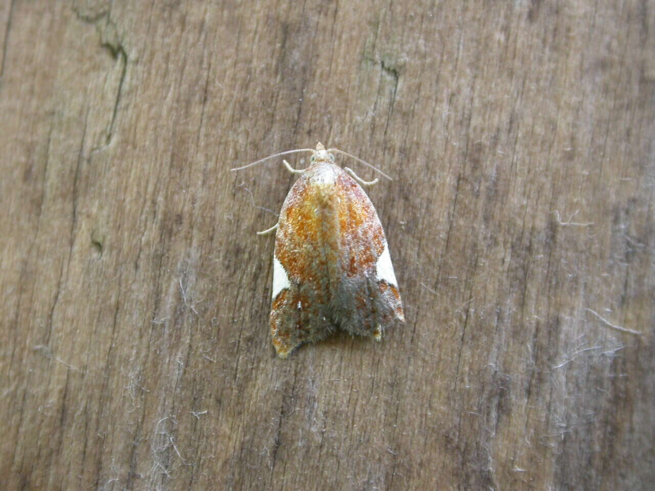 Image of flat white-spotted leaf roller