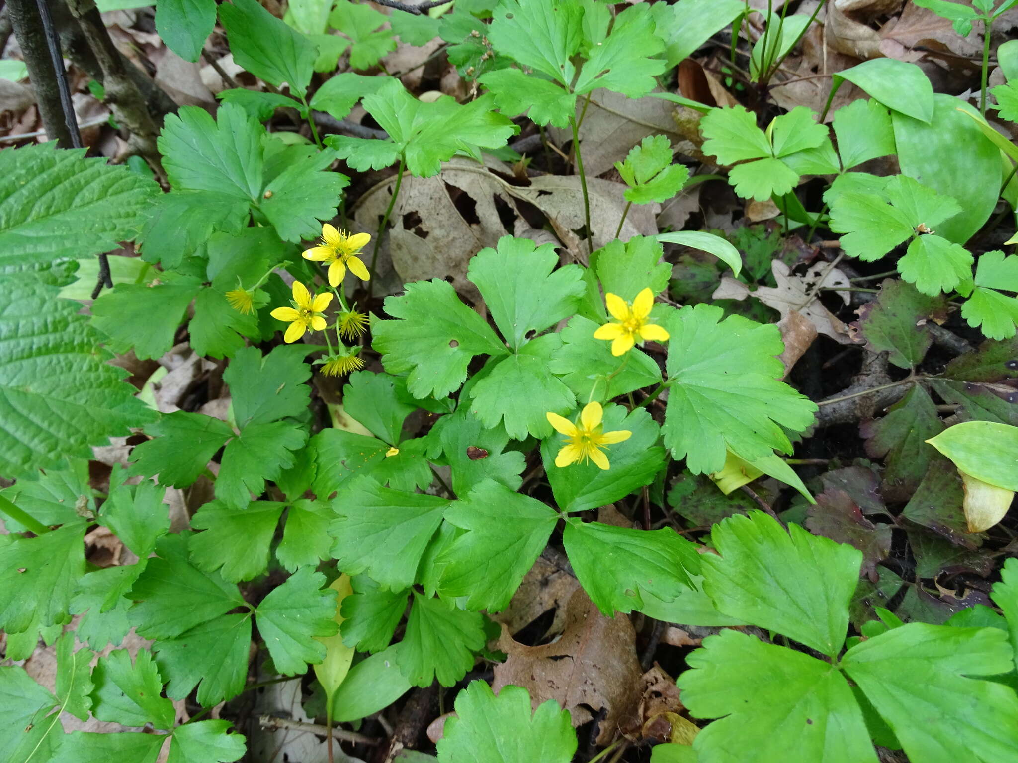 Image of Appalachian barren strawberry