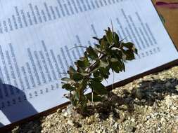 Image of Fouquieria splendens subsp. splendens