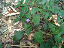 Image de Belosynapsis ciliata (Blume) R. S. Rao