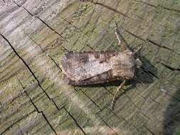 Image of turnip moth