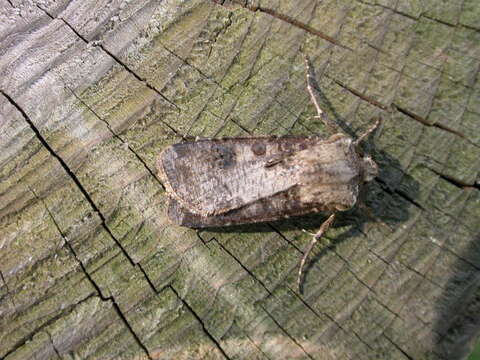 Image of turnip moth