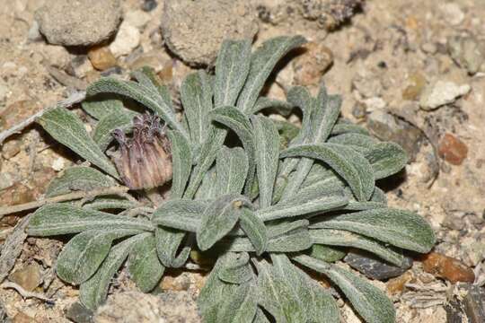 Image of tufted Townsend daisy