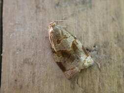 Image of Rose Tortrix