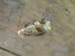 Image of Rose Tortrix