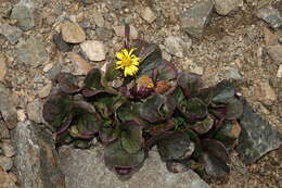 Image of Colorado ragwort