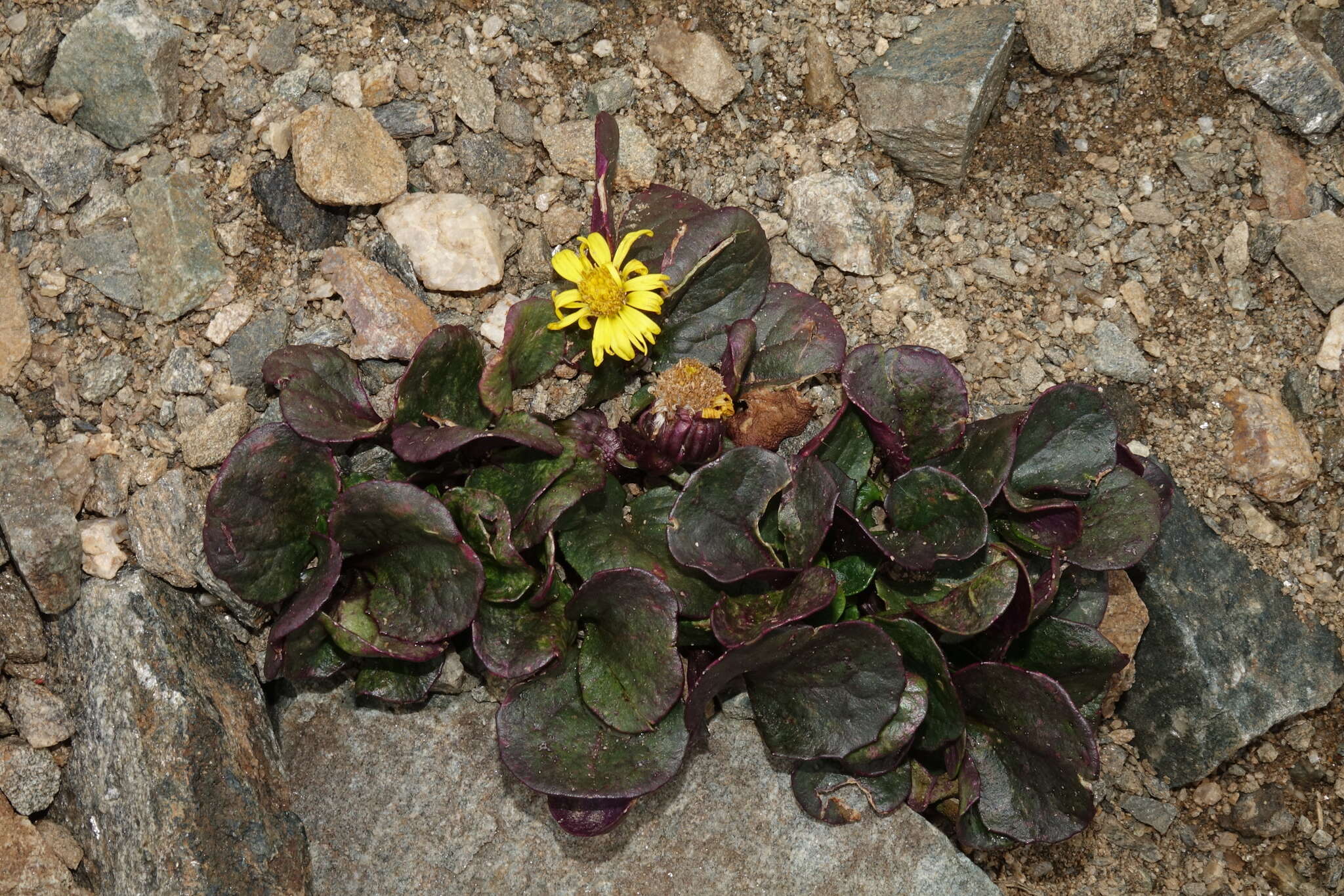 Image of Colorado ragwort
