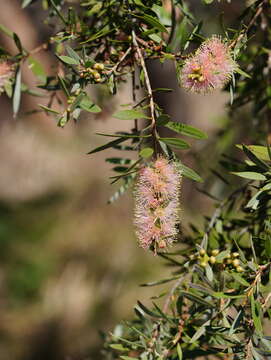 صورة Callistemon paludosus F. Müll.