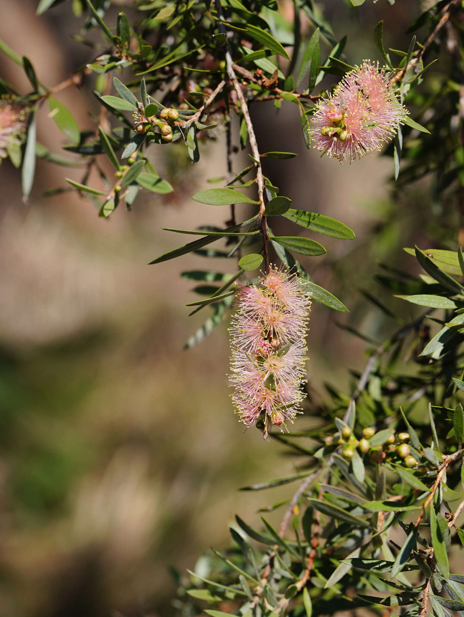 Sivun Callistemon paludosus F. Müll. kuva