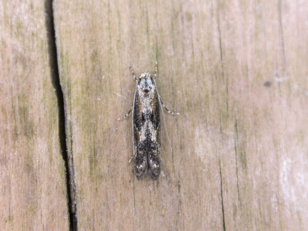 Image of Apple pith moth