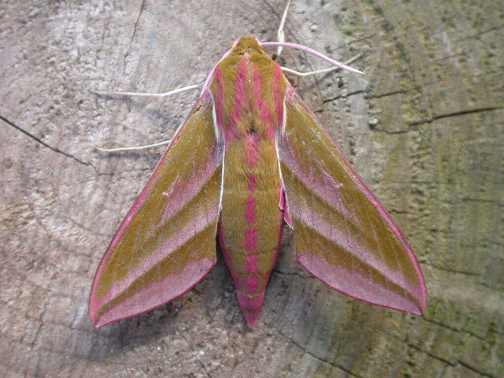 Image of elephant hawk-moth