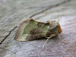 Image of burnished brass