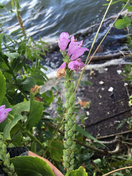 Physostegia correllii (Lundell) Shinners的圖片