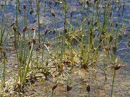 Image of Nevada Bulrush