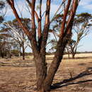 Eucalyptus sargentii subsp. sargentii resmi