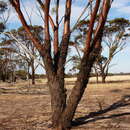 Слика од Eucalyptus sargentii subsp. sargentii