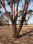 Слика од Eucalyptus sargentii subsp. sargentii