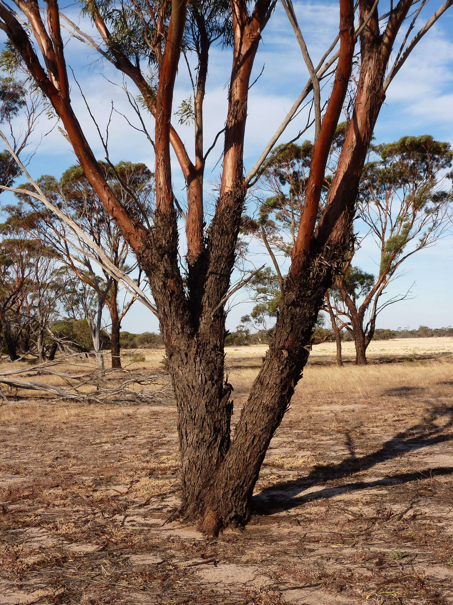 Image of Eucalyptus sargentii subsp. sargentii