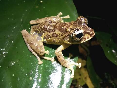 Image de Philautus macroscelis (Boulenger 1896)